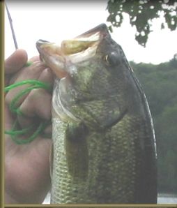sunfish fishing