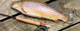 bottom fishing
