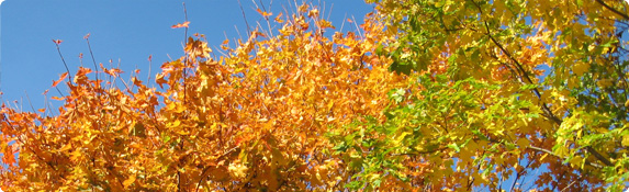 header_bg9.jpg